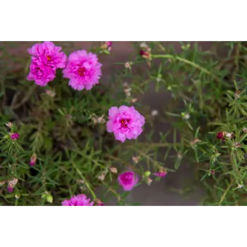 Pink Jasmine Flowers